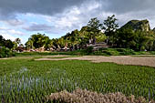 Ke'te Kesu - rice fields