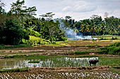 Suaya - rice fields