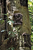 Suaya - baby graves in trees