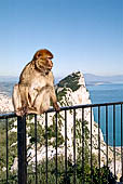 Gibilterra, cable car top station, i macachi mascotte della rocca. 