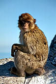 Gibilterra, i macachi sono la mascotte della rocca. 