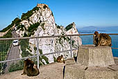 Gibilterra, la cresta della rocca, in primo piano la Signal Hill Battery. 