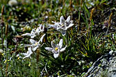 Austria Alti Tauri salita al Gross Glokner, Wasserfall winkel. Stelle alpine, caratteristica di queste altezze sono gli steli molto pi corti e foglie pi piccole.