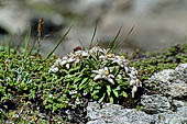 Austria Alti Tauri salita al Gross Glokner, Wasserfall winkel. Stelle alpine, caratteristica di queste altezze sono gli steli molto pi corti e foglie pi piccole.