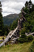 Austria, Carinzia. Monti del Nock. Escursione dalla Turracher Hohe al Windbensee e poi a St Oswald. resti di un larice. 