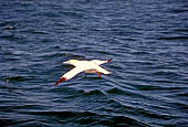 Costa di granito rosa. Riseva delle Sept-Iles. Sula Bassana in volo