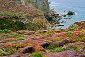 Penisola di Crozon, Finistère. Escursione a Cap le Chevre. Vegetazione a pulvino di erica. 