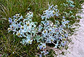 Penisola di Crozon, Finistère. Escursione a Cap le Chevre,  'calcatreppola marittima' (Eryngium maritimum) nei pressi della spiaggia La Palue. 