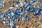 Meduse Velella dal tipico colore blu acceso sulla spiaggia di Girolata