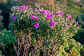 Cala Sisine, Cisto Rosso (Cistus Creticus)