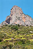Massiccio di Punta Giradili (732 m s.l.m.) alle spalle della costa di Pedralonga. Ginestre arboree.