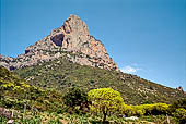 Massiccio di Punta Giradili (732 m s.l.m.) alle spalle della costa di Pedralonga. Ginestra arborea