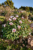 Peonia Corsica, endemica della Sardegna, tra le rocce sul Supramonte di Baunei, nei pressi della Piana del Golgo.