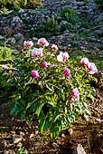 Peonia Corsica, endemica della Sardegna, tra le rocce sul Supramonte di Baunei, nei pressi della Piana del Golgo.