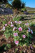 Peonia Corsica, endemica della Sardegna, tra le rocce sul Supramonte di Baunei, nei pressi della Piana del Golgo.