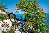 Da Cala Sisine a Cala Biriola. Discesa a Cala Biriola. Vecchio albero di carrubo modellato dal vento.