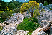Risaliamo da Porto Pedroso. Euforbia arborea.