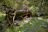 Foresta Montes. Sentiero al Nuraghe Mereu.