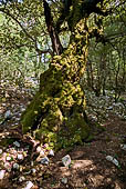 Foresta Montes di ritorno dal nuraghe Mereu.  Un vecchio leccio dal fusto cavo e ricoperto di muschio.
