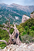 Da monte Tiscali, verso la valle del Lanaitto. 