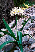 Porto Quao. Giglio stellato (Pancratium illyricum) Amaryllidaceae. Endemica della Sardegna, la Corsica e isole dell'Arcipelago Toscano. Cresce in luoghi rocciosi.
