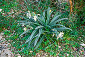 Da Cala Sisine a Cala Biriola. Giglio stellato (Pancratium illyricum) Amaryllidaceae. Endemica della Sardegna, la Corsica e Isole dell'Arcipelago Toscano. Cresce in luoghi rocciosi.