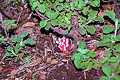 Da Cala Biriola alla Piana del Golgo. Ipocisto rosso (Cytinus ruber), pianta parassita del cisto