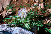 Discesa verso Porto Quao. Scarlina (Galactites tomentosa), una specie comune della macchia mediterranea. 