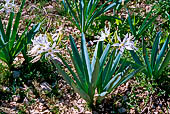 Porto Quao. Giglio stellato (Pancratium illyricum) Amaryllidaceae. Endemica della Sardegna, la Corsica e Isole dell'Arcipelago Toscano. Cresce in luoghi rocciosi.