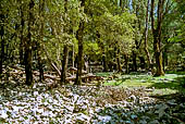 Foresta Montes. Sentiero al Nuraghe Mereu. Il sentiero attraversa una antica lecceta. Il percorso non � sempre leggibile ed il rischio di perdersi � grande.