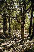 Foresta Montes. Sentiero al Nuraghe Mereu.