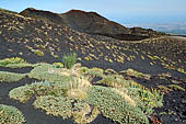 Etna - From Piccolo Rifugio to the Torre del Filosofo. Monti silvestri Superiori.