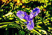 Riserva naturale dello Zingaro - wild lily