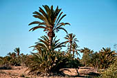 Isole Kerkennah, Sidi Frej, le palme arrivano fino al mare.