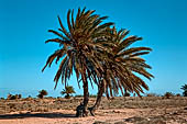 Isole Kerkennah, Sidi Frej, le palme arrivano fino al mare.