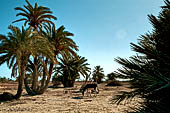 Isole Kerkennah, Sidi Frej, le palme arrivano fino al mare.
