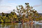 West Bali National Park, mangrove swamps.