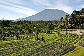 Bali, the picturesque rice terraces on the way to the village of Sidemen with Gunung Agung on the background.