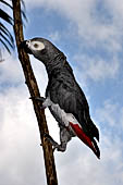 Bali bird Park - Psittacus erithacus (African Grey Parrot)