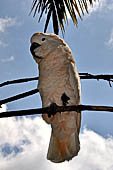 Umbrella Cockatoo (also known as White Cockatoo) at Bali Bird Park.
