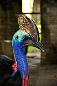 Bali Bird Park