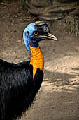 Bali bird Park - Casuarius unappendiculatus (Cassowary) Papua.
