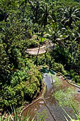 The rice terraces surrounding Gunung Kawi (Bali). 