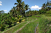 The rice terraces surrounding Gunung Kawi (Bali). 