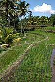 The rice terraces surrounding Gunung Kawi (Bali). 