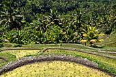 The rice terraces surrounding Gunung Kawi (Bali). 