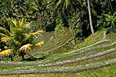 The rice terraces surrounding Gunung Kawi (Bali). 