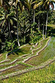 The rice terraces surrounding Gunung Kawi (Bali). 