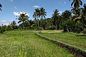 The rice terraces surrounding Gunung Kawi (Bali). 