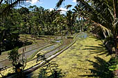 The rice terraces surrounding Gunung Kawi (Bali). 
